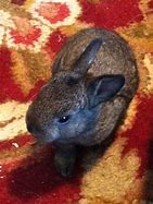 Image result for Cute Baby Bunny Rabbits