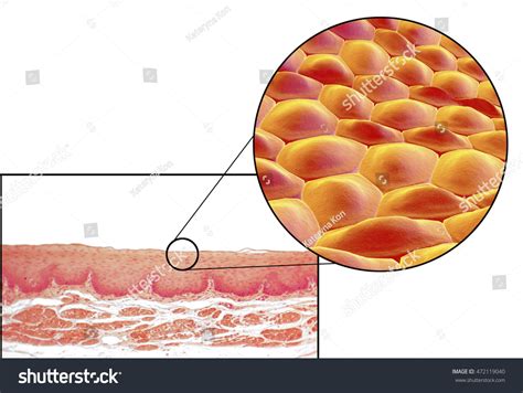 Stratified Squamous Epithelium Keratinized Drawing