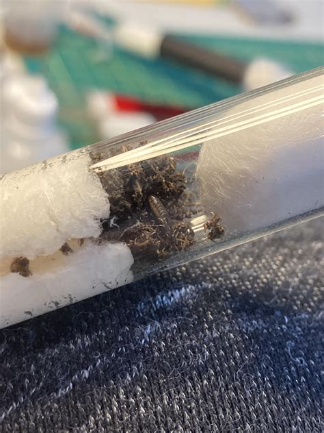 Image result for Termite Update