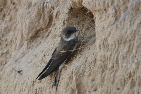 Bank Swallow | Great Bird Pics