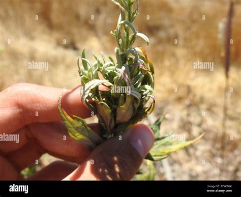 California mugwort artemisia douglasiana hi-res stock photography and images - Alamy