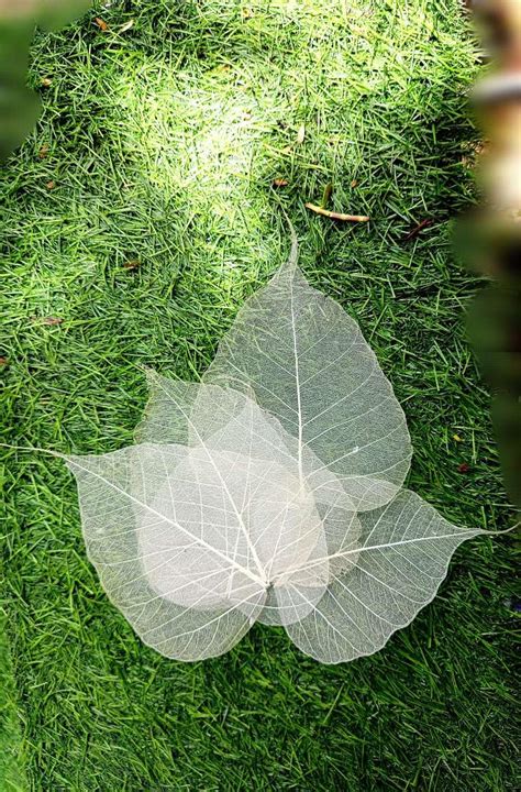 Buy Gachwala Natural Skeleton Leaves (Pack of 100 ), Leaf Skeleton, Dry ...
