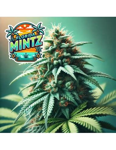 Florida Mintz Strain (Bluedog Genetics) 🌿 Fast, Strong & Tasty