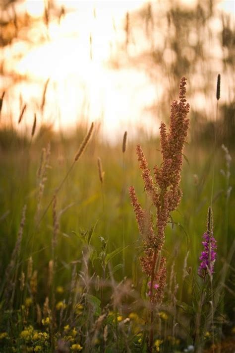 This Spring 的图像结果
