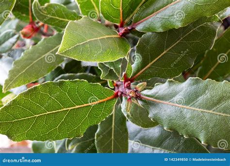 Close Up of a Bay Leaf Plant Stock Photo - Image of laurus ...