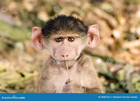 Image result for Baboon Side View