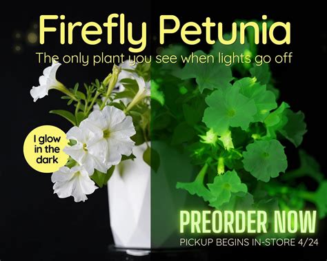 Firefly Petunia - Glow in the Dark | Preorder – Fiddleheads Garden Center