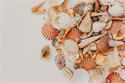 Image result for WinShell Clam