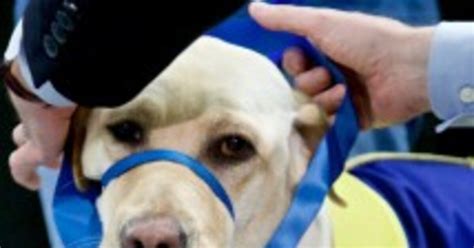 Ribbons, tears and wagging tails as companion dogs graduate from Irving ...