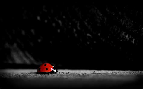 Image result for Ladybug Cartoon Desktop Background