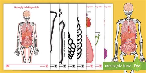 Narządy ludzkiego ciała | Wycinanka | Anatomia człowieka