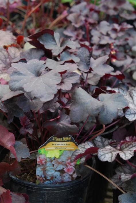 Molbak's serası - Page 2 - agaclar.net