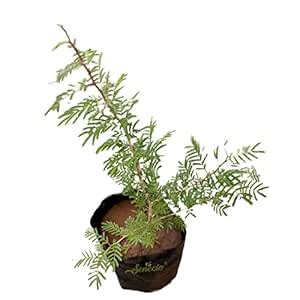 SENECIO Shami Tree, Vanni Maram, Banni Mara, Jammi, Jand, Prosopis ...