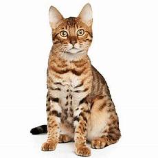 cat breeders bengal cat breeders near me cat breeders bengal cat breeders near me