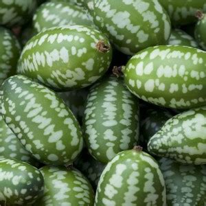 VibeX LXI-73 - Mexican Sour Gherkin Cucumber Mouse Melon - (150 Seeds ...