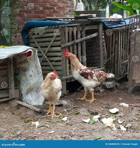 Broiler Chicken Breeds