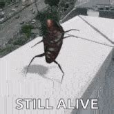 Cockroach Dance Meme 的图像结果