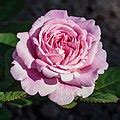 Image result for Rmvb Codec
