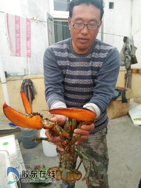 山东现3.8斤波斯顿龙虾 90岁渔民称头一回(图)|大龙虾_新浪新闻