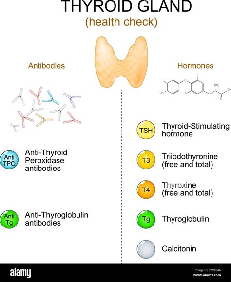 Thyroid gland function test. Check-up of Thyroid. Blood test of antibodies and hormones for ...