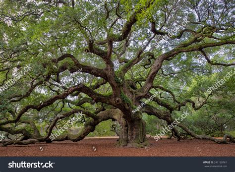 Old Southern Live Oak (Quercus Virginiana) Tree Stock Photo 241130761 ...