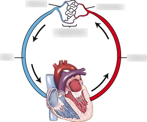 Circulatory System Diagram Diagram | Quizlet