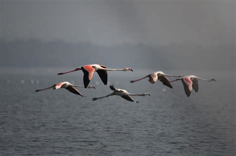 World Migratory Bird Day: A Flamboyance of Flamingos in India - The Checkup