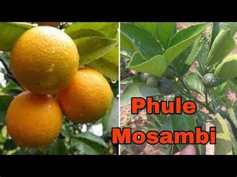 Phule Mosambi Plant|Mosambi fruit tree for home garden | Best Price in ...