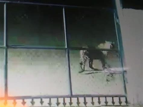 Leopard Spotted Near Company Gate in Surat; CCTV Footage Surfaces