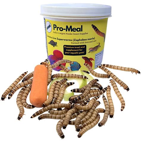Pro-Meal Live Larvae Big Size Superworms - Hight Protien Treat Food for ...