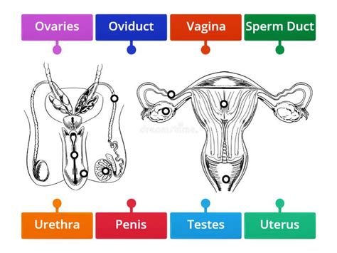 Image result for Reproductive System Parts