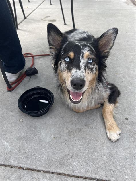 Trail Life Brewing Pet Policy