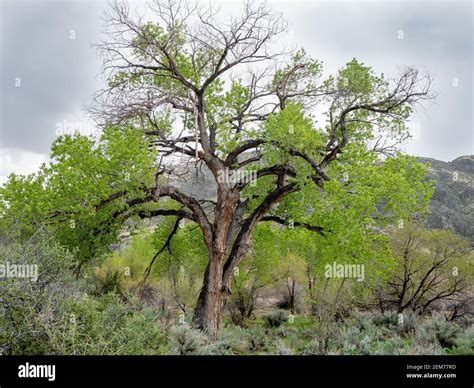 Fremont cottonwood tree (Populus fremontii) with spring growth in Rainbow Canyon, Nevada, USA ...