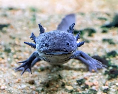 Axolotl Ki Breeding Kaise Kare? Eggs Aur Larva Guide