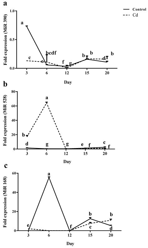 Response to Cadmium Toxicity: Orchestration of Polyamines and microRNAs ...