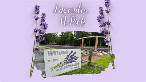 Lavender U-Pick, 6789 Oak Beach Road, Port Austin, MI 48467, Kinde, 7 ...