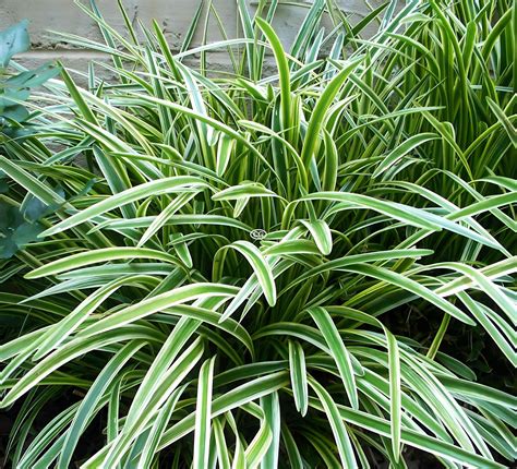 Liriope spicata 'Silver Dragon' | Variegated Creeping Lily Turf | {flat ...