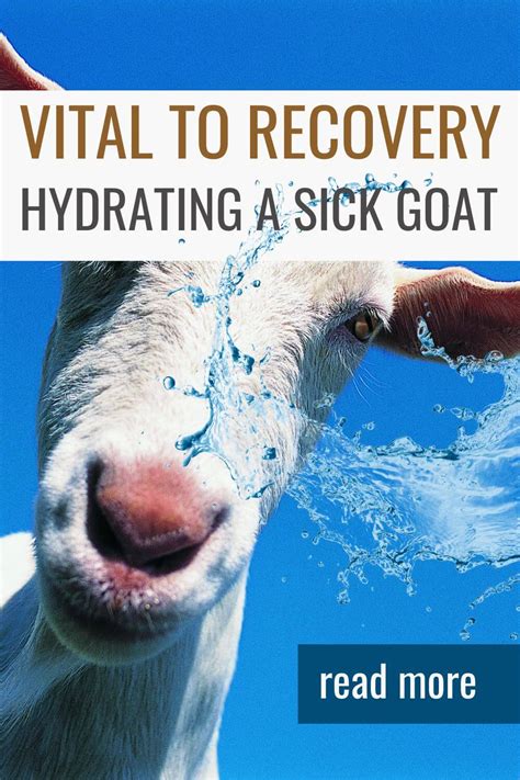 Sick Goat 的图像结果