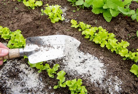 Are fire pit ashes good for your garden? - MAX Fire Pits