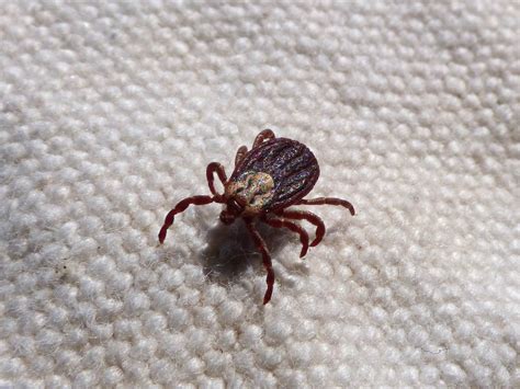 Tick Talk: Has the Tick’s Time in Texas Returned? - Texas Wildlife ...