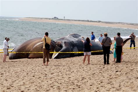 Image result for Exploding Whale Meme