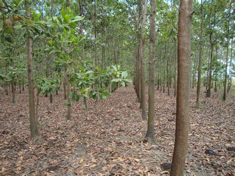 Mall~kerala : 1000 Seeds of Acacia Mangium White Teak Mangium Black ...