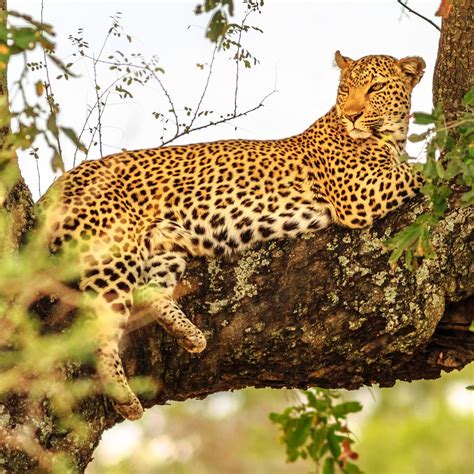BEYOND AFRICA SAFARIS - JOHANNESBURG - All You Need to Know BEFORE You ...