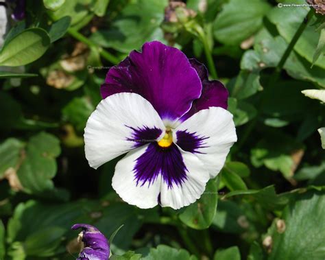 Pansy varieties