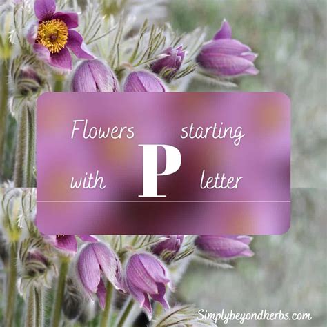 60+ Flowers that Start with P: Ultimate Flower Names Collection ...