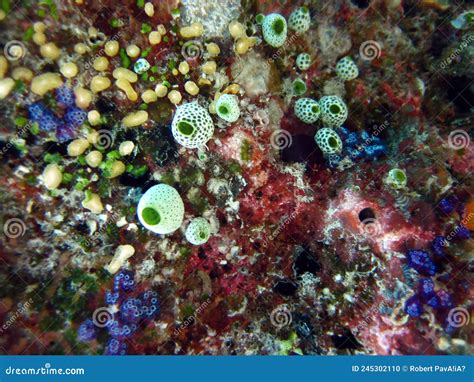 Macro of Mostly Ascidians - Tunicates - Sea Squirts and Sea Sponges ...