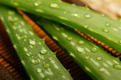Aloe Plants And Cats - Plant Ideas