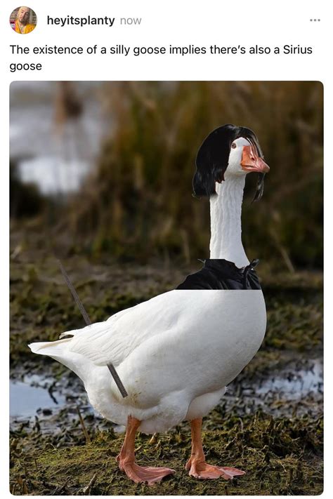 Silly goose : r/meme