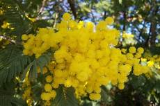 mimosa in vaso coltivazione in vaso della mimosa piante da giardino mimosa in vaso coltivazione in vaso della mimosa piante da giardino