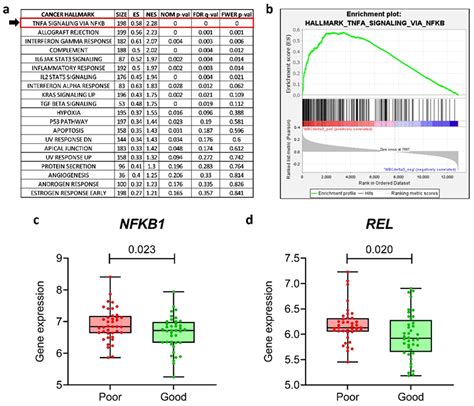 The Expression and Activation of the NF-κB Pathway Correlate with ...